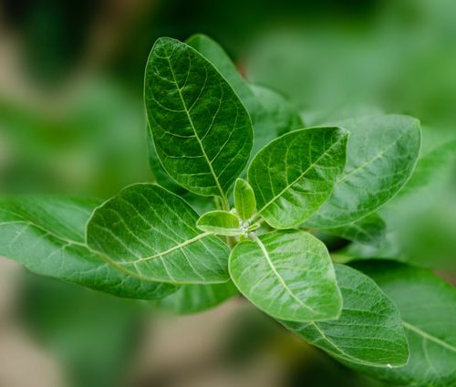 Ashwagandha – standaryzacja, korzyści z przyjmowania i dawkowania